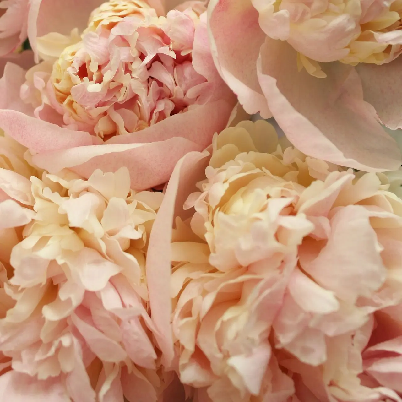 pink roses in bloom during daytime