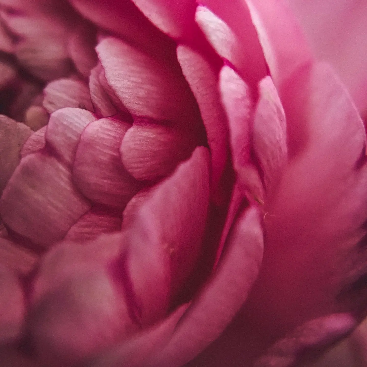 person showing purple flower petals