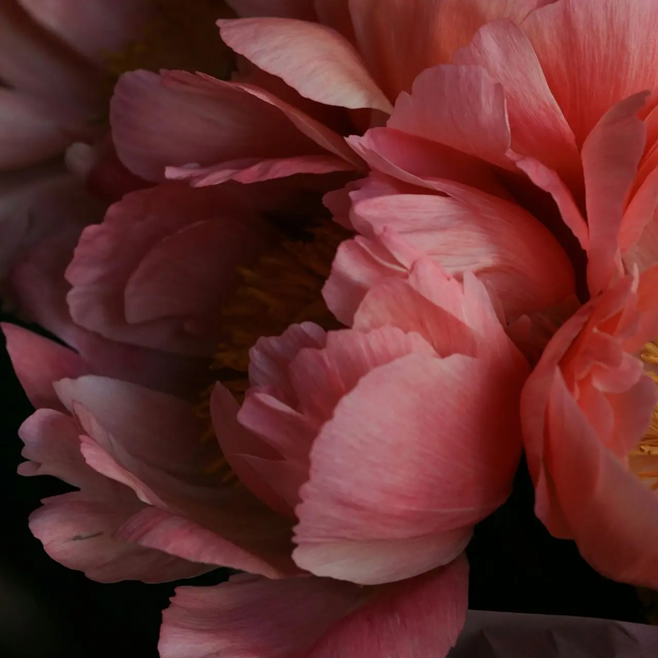 pink flower in macro shot