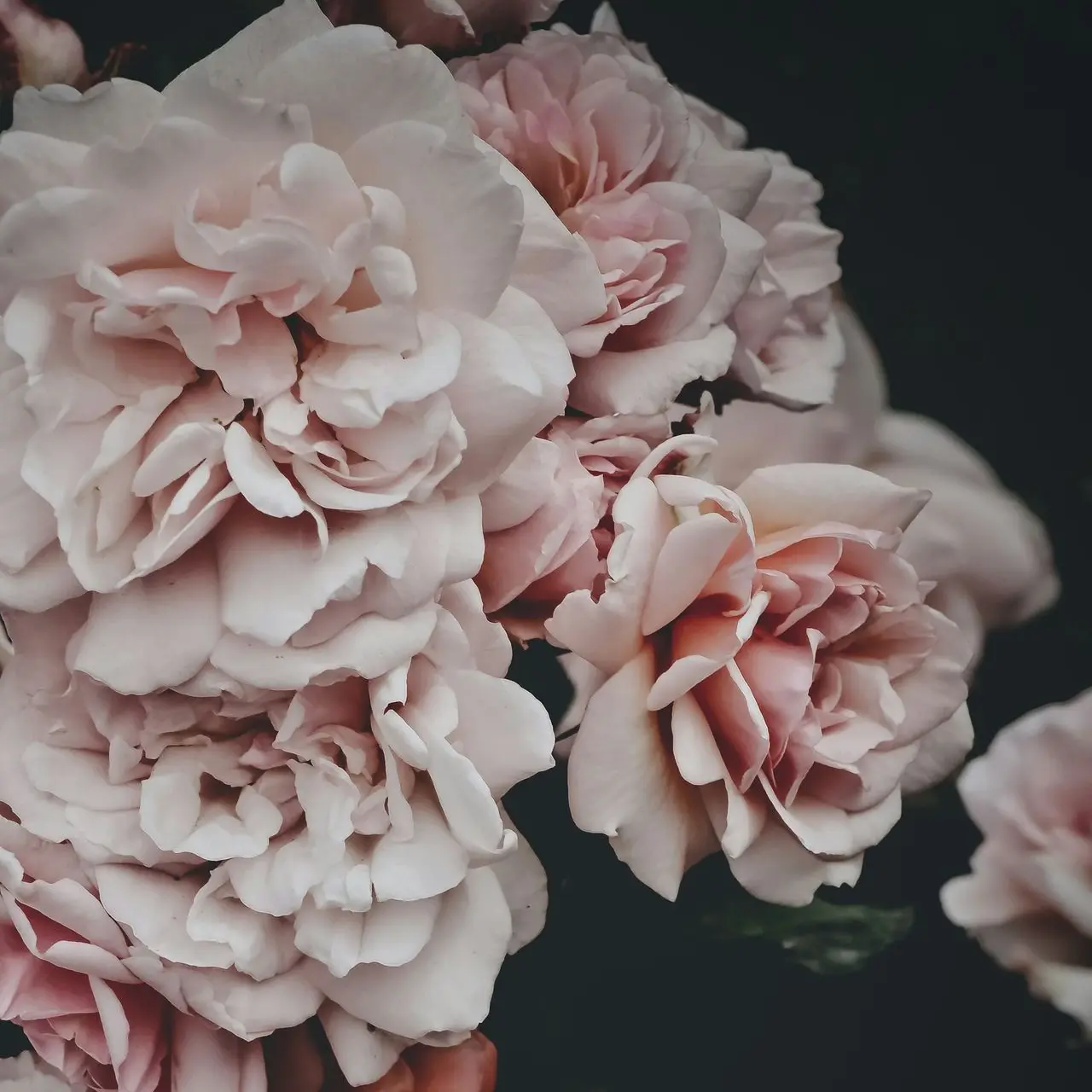 shallow focus photography of pink and white flowers