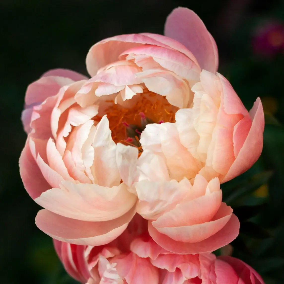 pink and white flower in tilt shift lens