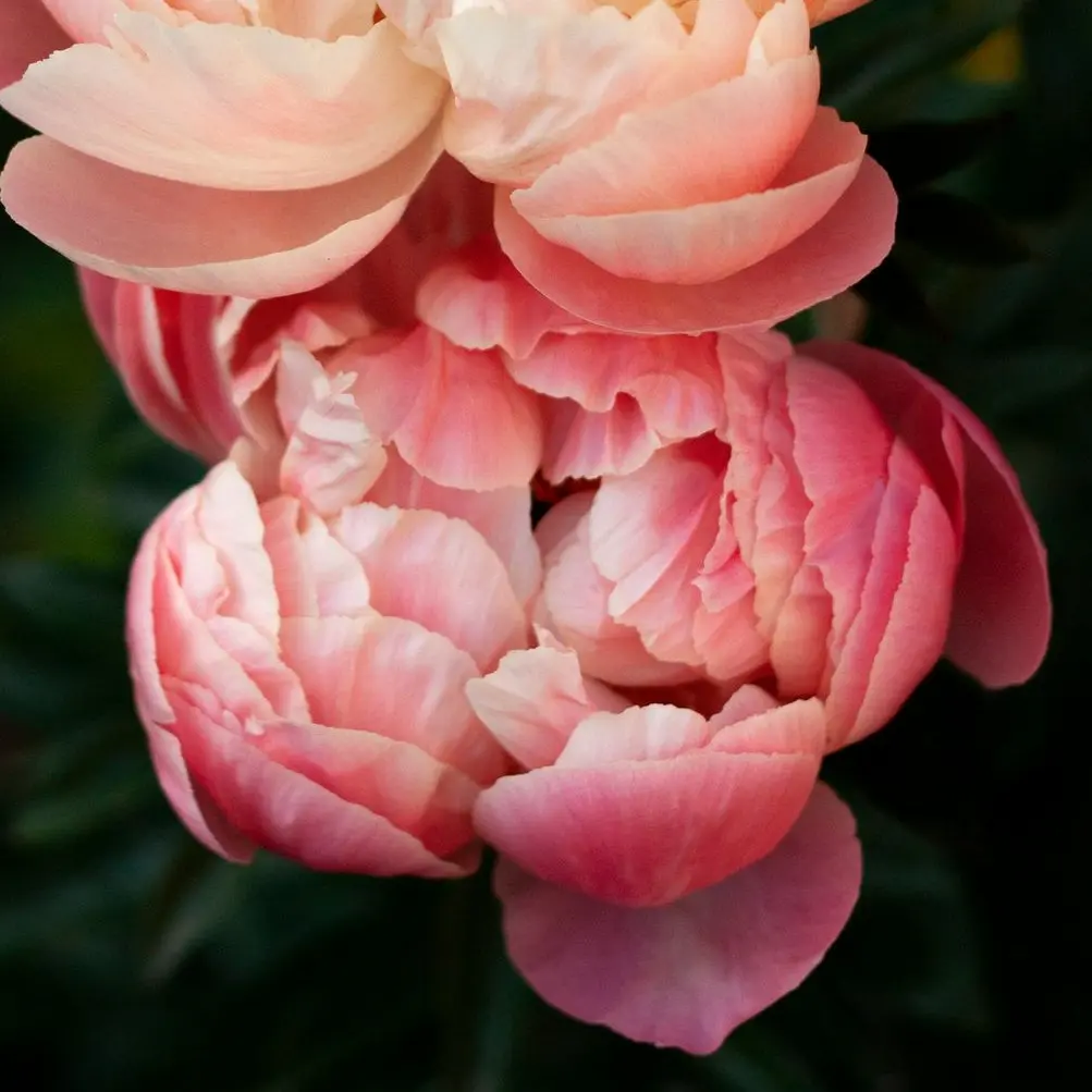 pink and white flower in tilt shift lens